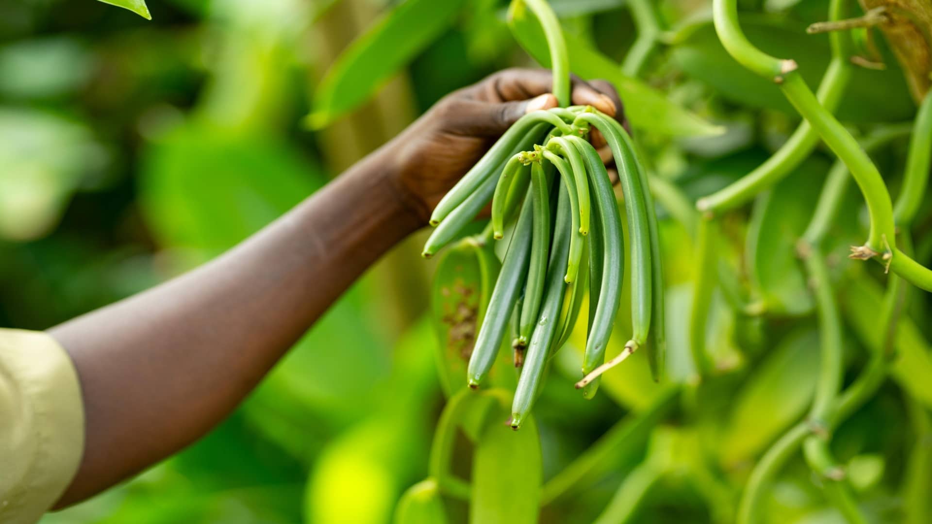 Aisanguyan Zuri Zanzibar Vanilla from Spice Garden