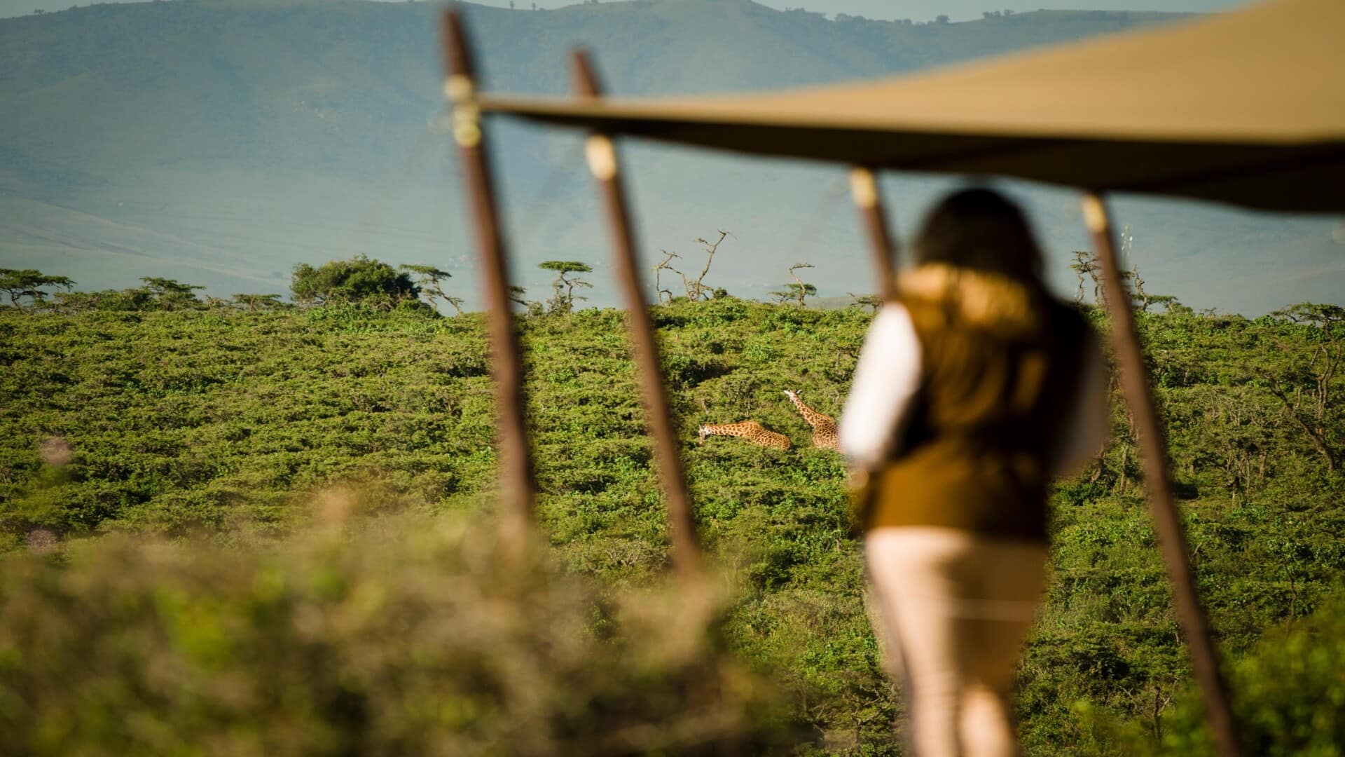 Aisanguyan Entamanu Ngorongoro Guest tent overlooking Giraffes
