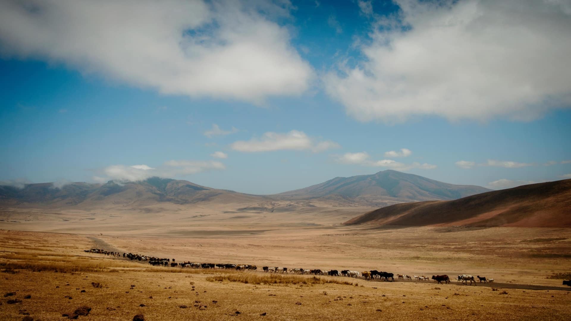 Aisanguyan Entamanu Ngorongoro Herd on crater floor