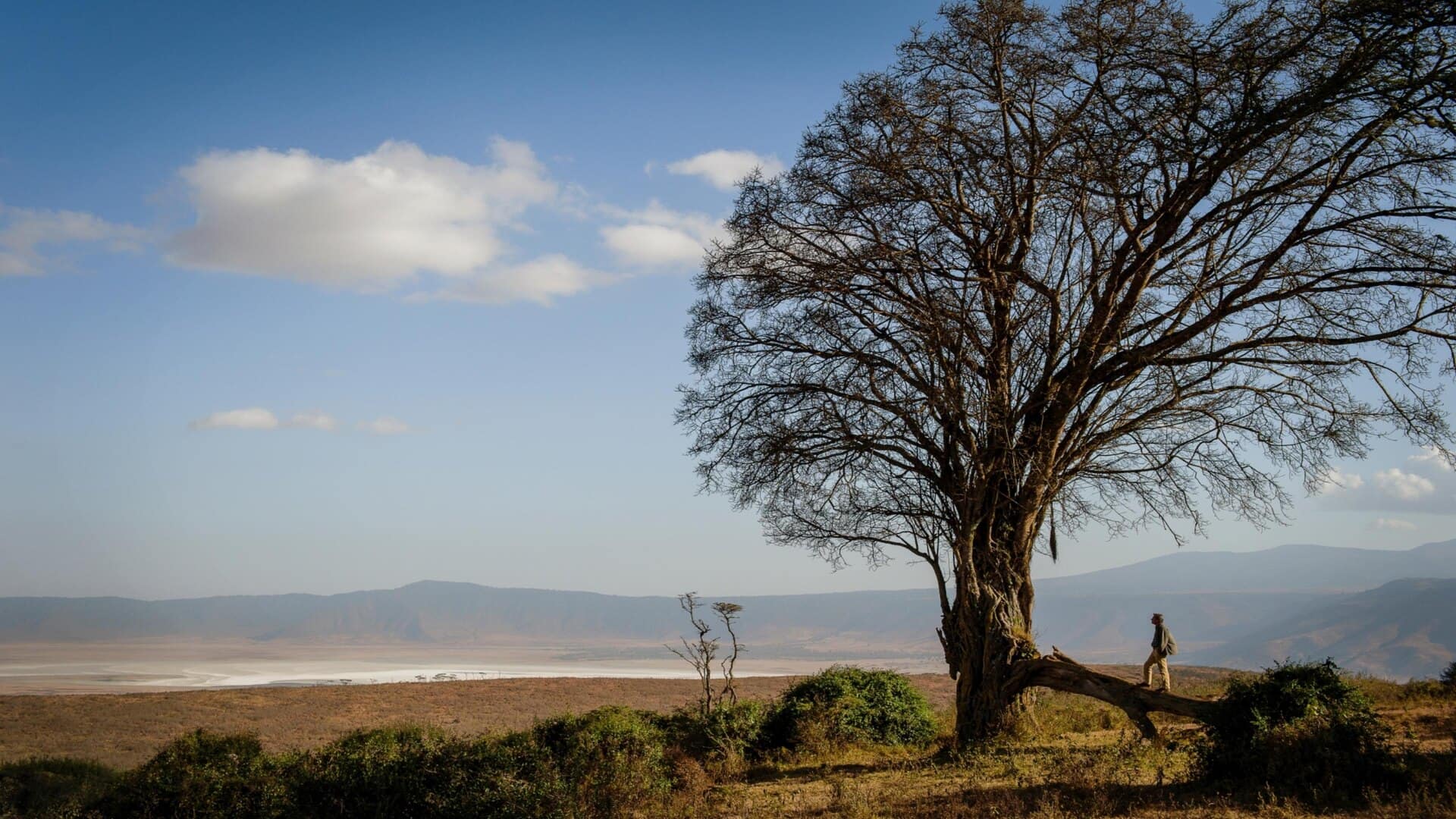 Aisanguyan Entamanu Ngorongoro Tree in savannah