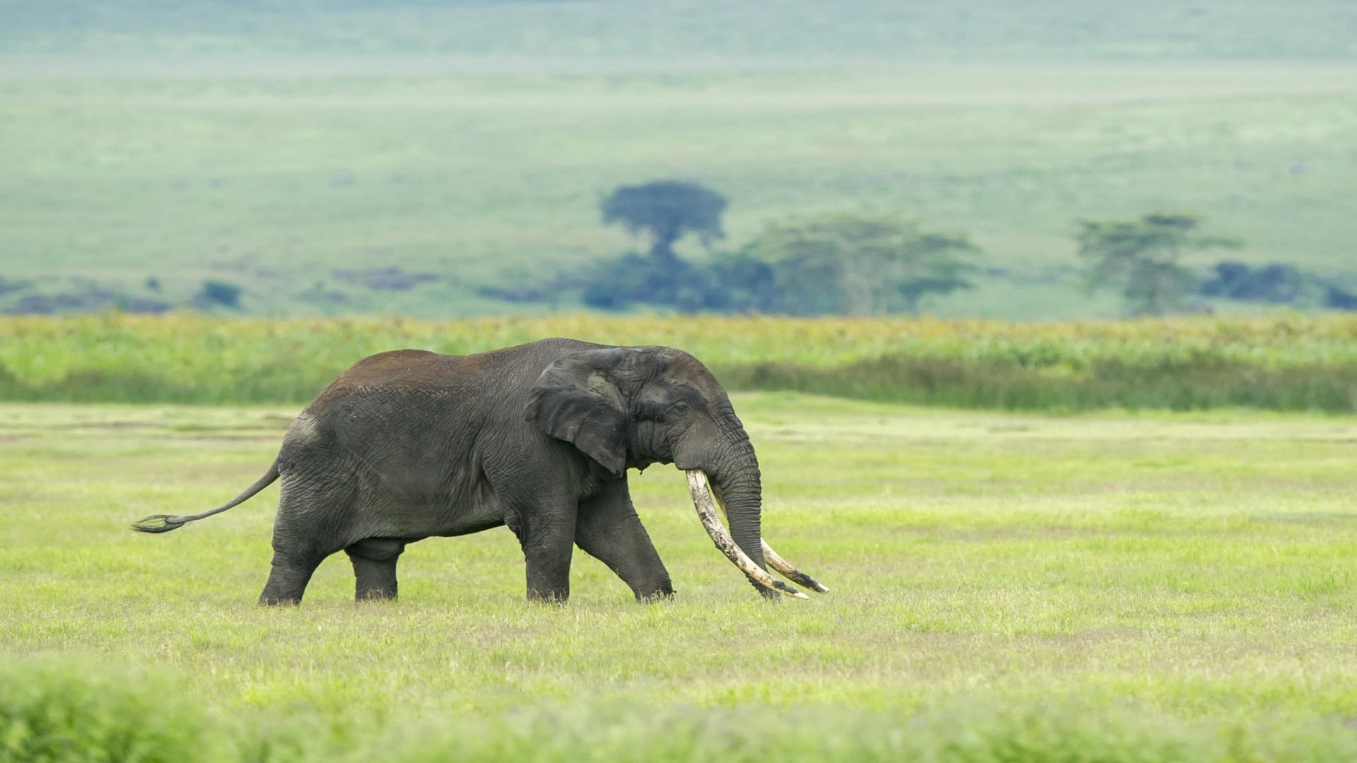 Aisanguyan Entamanu Ngorongoro elephant sighting