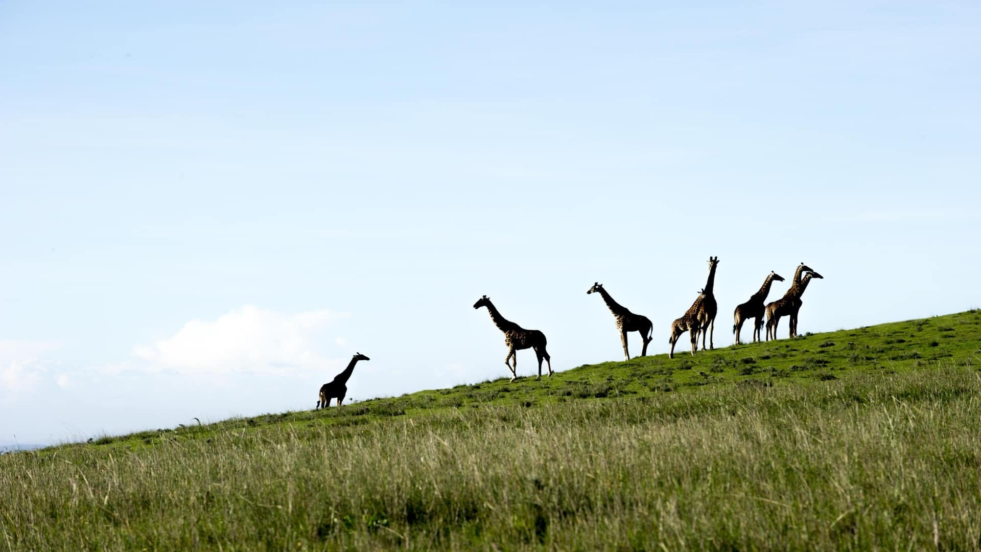 Aisanguyan Entamanu Ngorongoro giraffe sighting