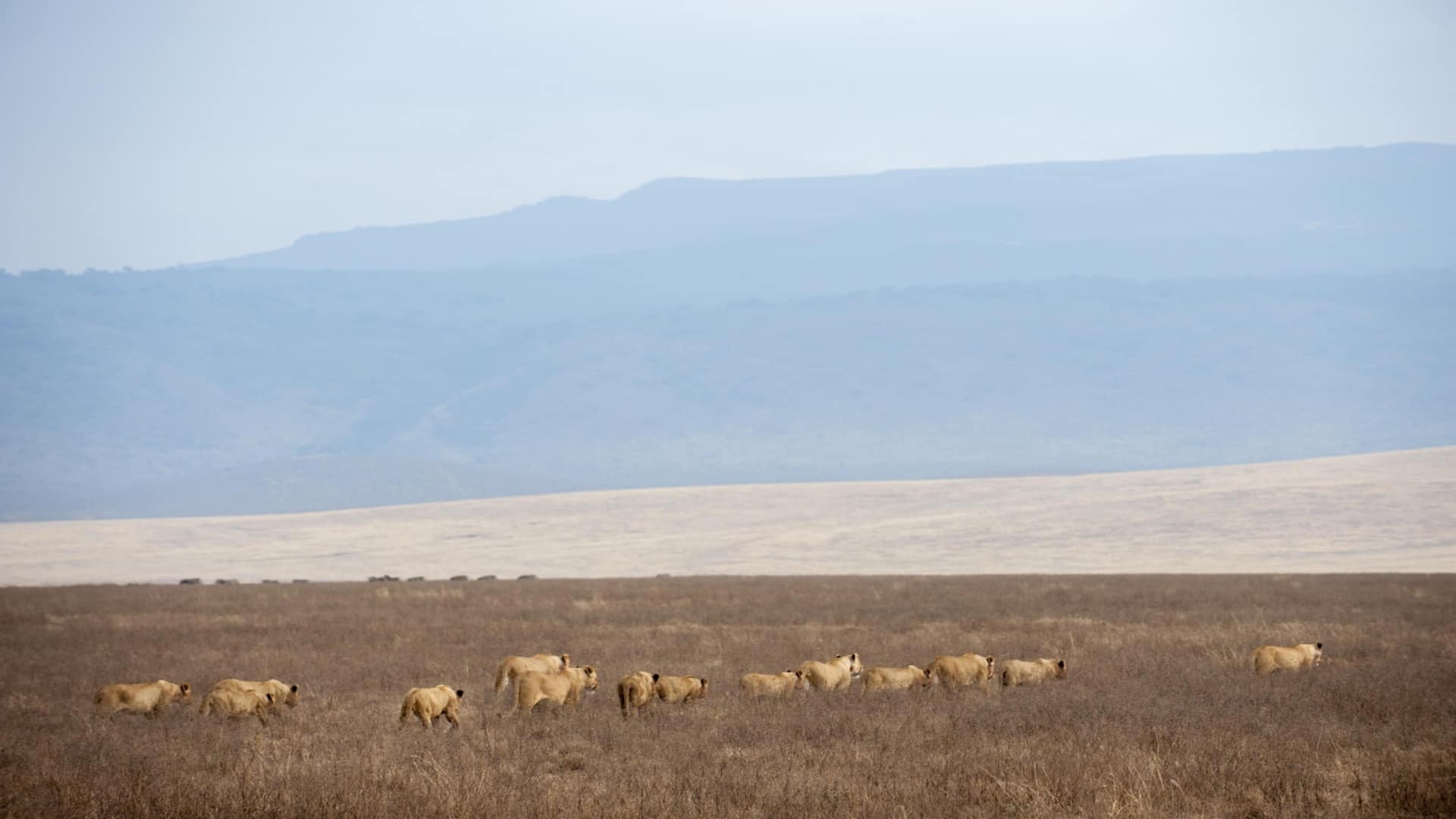 Aisanguyan Entamanu Ngorongoro lion pride